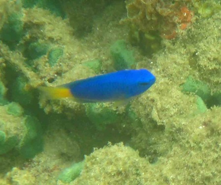 Fische leuchtend blau gelben Schwanz - Chrysiptera leucopoma - Brandungs-Demoiselle