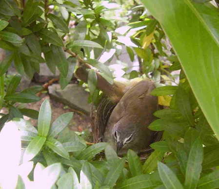 Pycnonotus luteolus im Nest