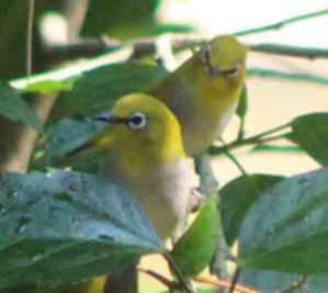 Zosterops ceylonensis - Sri Lanka White-eye