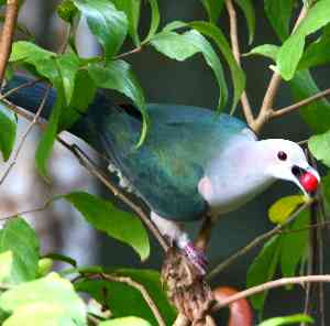 Birds Sri Lanka Vögel - Ducula aenea - Bronzefruchttaube
