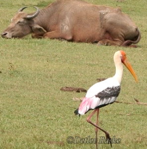 Buntstorch