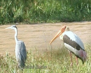 Graureiher und Buntstorch am Teich