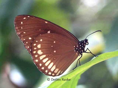 Schmetterling indische Krähe