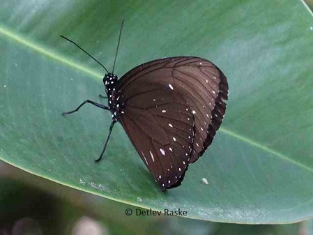 Schmetterling große Krähe