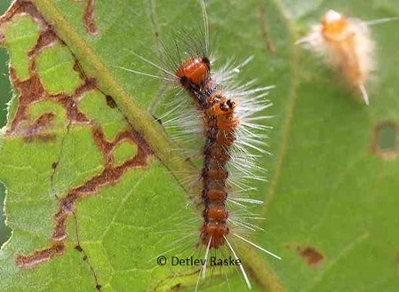 Raupe mit langen Haaren(Brennhaare)