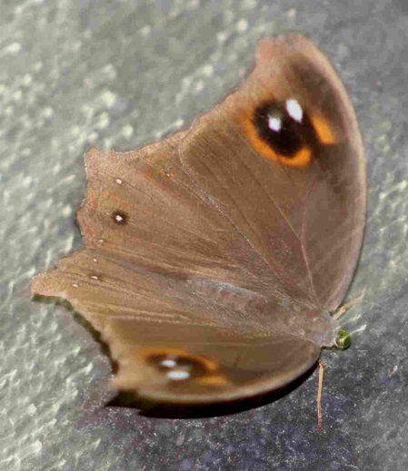 Schmetterling: deutscher Name gewöhnliches Abendbraun