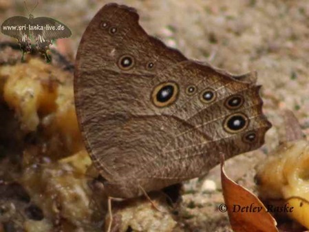 Common Evening Brown