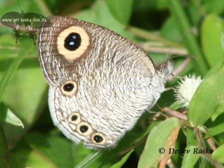 kleiner Schmetterling der weißer Vierring