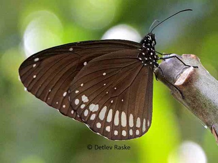 Butterfly - Double branded crow