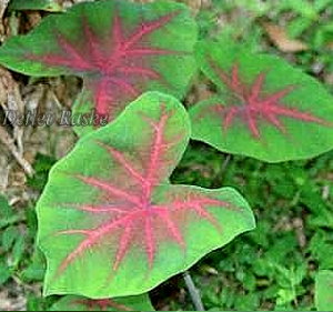 Caladium Art - Grünpflanze grün rot