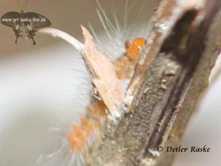 stark behaarte orange Raupe