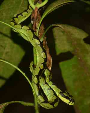 Ceylon Lanzenotter - Green Pit Viper