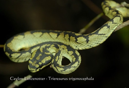 Eine der Big Five Snakes in Sri Lanka