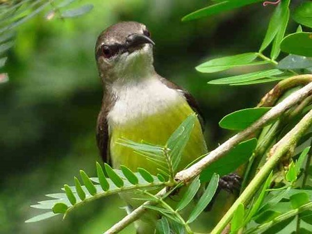 Ceylon Nektarvogel Weibchen