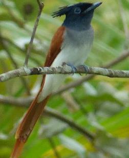 Birds Sri Lanka Vögel - Ceylon Paradiesschnäpper