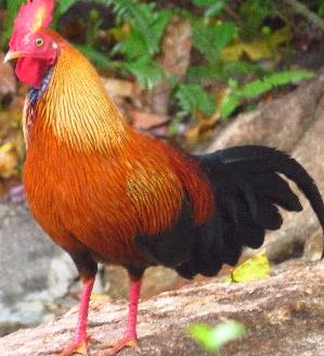 Birds Sri Lanka Vögel - das Ceylonhuhn