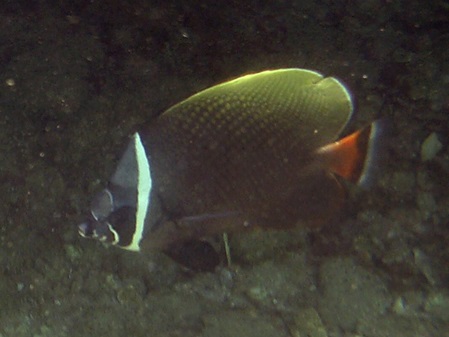 Sri Lanka Fische - der Halsband-Falterfisch nicht oft zu sehen.