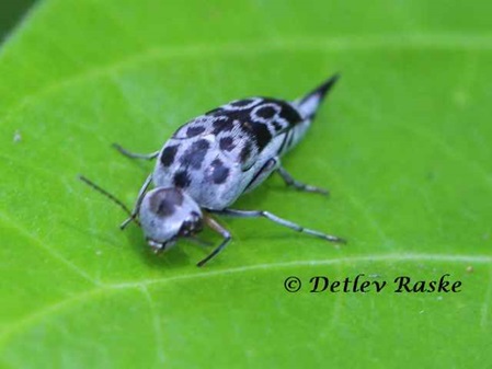 blaugrauer Stachelkäfer auf einem Blatt