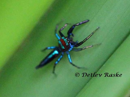 Chrysilla sp.