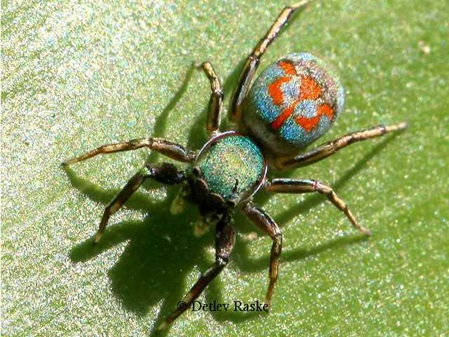 unbestimmte bunte Springspinne