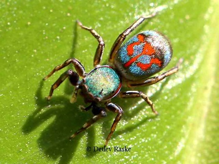 hübsche unbekannte Spinne