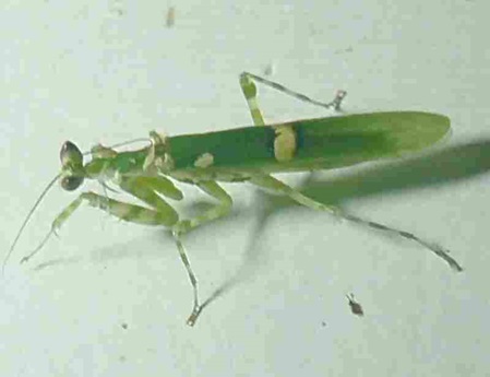 mantis sri lanka Creobroter pictipennis