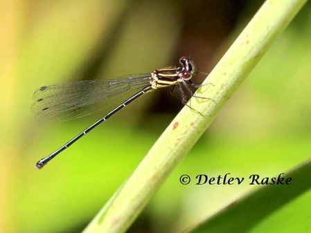 Schlankliebelle Sri Lanka Elattoneura caesia