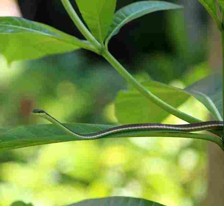Kleine ungiftige Schlange in Sri Lanka