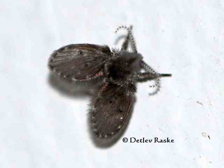 Moth Flies - Clogmia albipunctata