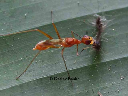 Micropezidae oder Neriidae?