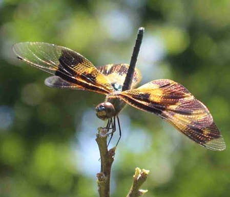 Dragonfly in gold