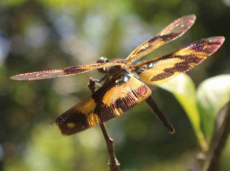 wunderschöne große Libelle