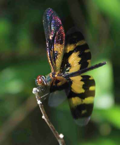 Rhyothemis variegata variegata