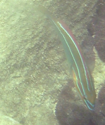Sri Lanka Unterwasser Dreistreifen-Regenbogenjunker Stethojulis triliniata
