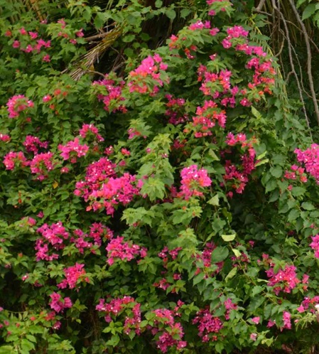 Eine rote Bougainville