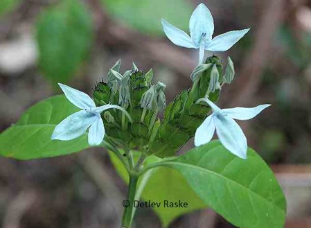 Wildpflanze blaue Blüten