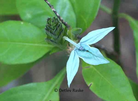 Ecbolium ligustrinum - diese Pflanze zieht Schmetterlinge an