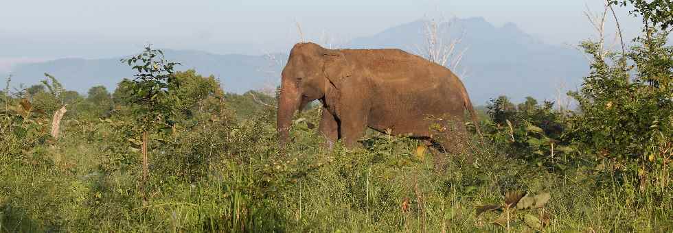 der asiatische Elefant eins der größten Säugetiere