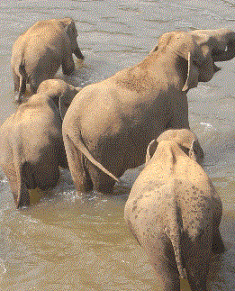 Ein Ziel der Rundreise das Elefantenwaisenhaus