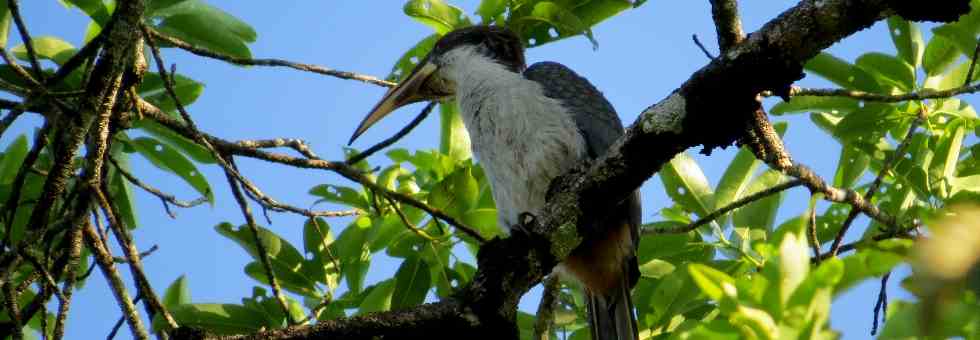 Ocyceros gingalensis - Ceylon-Grautoko- endemische Vögel