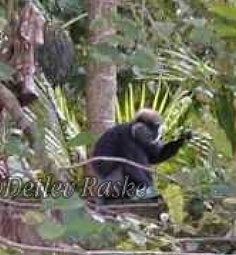 Weißbartlangur grüßt mich