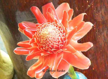Etlingera elatior eine sehr schöne Blüte