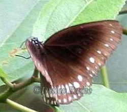Schmetterling braune Krähe - Euploea klugii