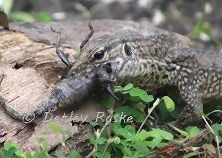 junger Bengalenwaran frisst einen Skorpion