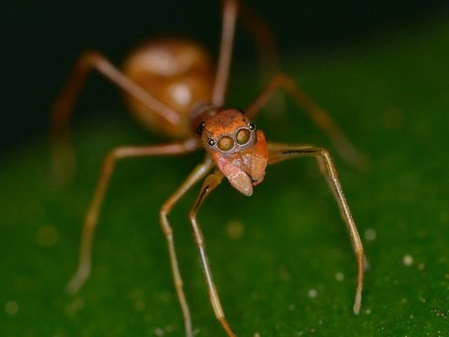 Ameisenspringspinne Weibchen