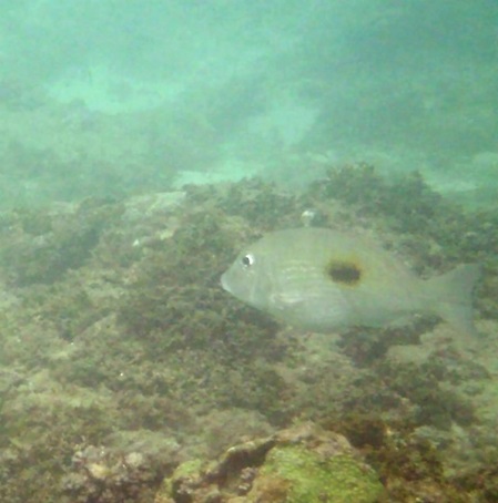unbekannter Fisch Fish Sri Lanka