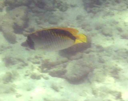 Fische Sir Lanka scheu aber schön der Falsche Gitterfalterfisch