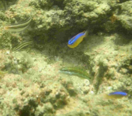 verschiedene kleine Fische im Riff u.a. Wellen Demoiselle