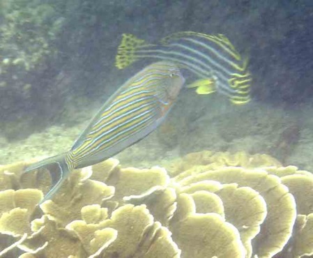 Sri Lanka Fische - Orientalische Süsslippe und Blaustreifen Doktorfisch