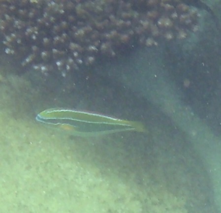 Fische Sri Lanka Stethojulis triliniata Dreistreifen-Regenbogenjunker